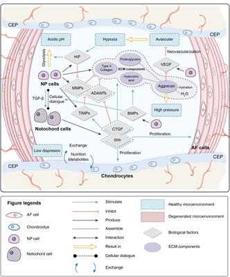 Intervertebral Disk Degeneration: The Microenvironment and Tissue Engineering Strategies